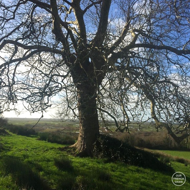 12650269_537114493130122_2132489473_n