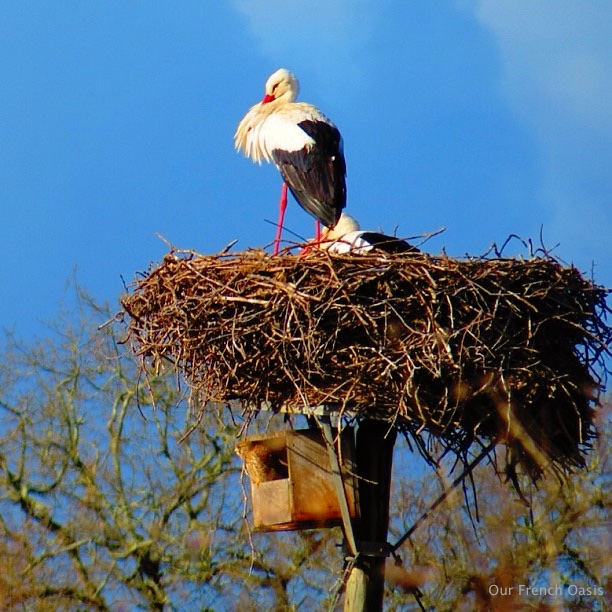 10999507_354876924707718_3501609236344426129_n