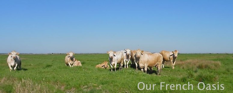 11079651_374626806066063_4602270086228020094_n