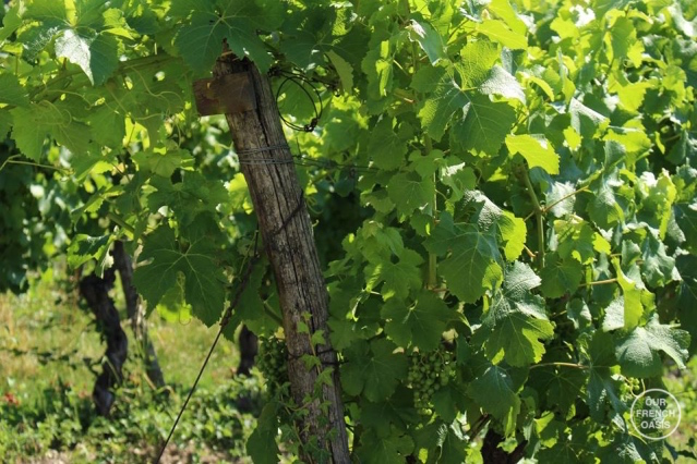 11667241_10204130496412004_1521082954_n