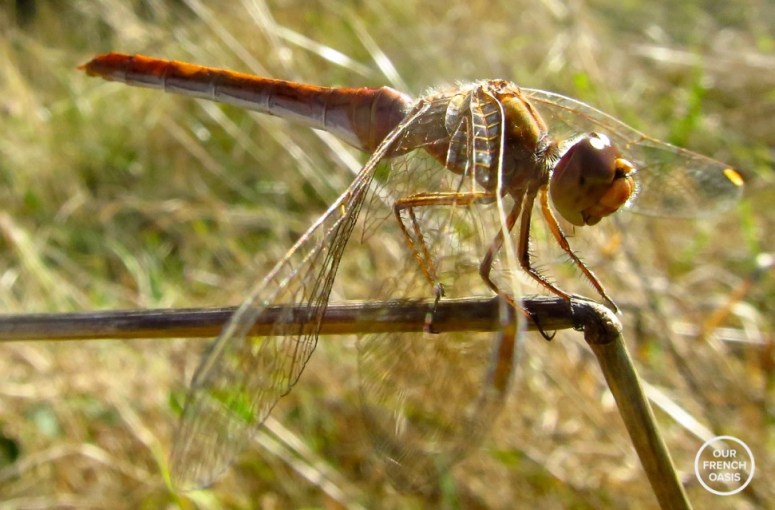 IMG_7328 - Version 2