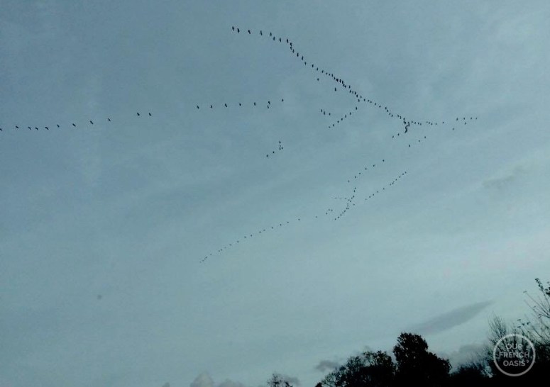 15129972_209739889467622_406637940_n