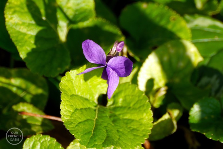 p4950922