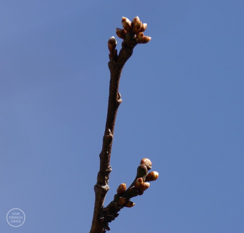 p4950951