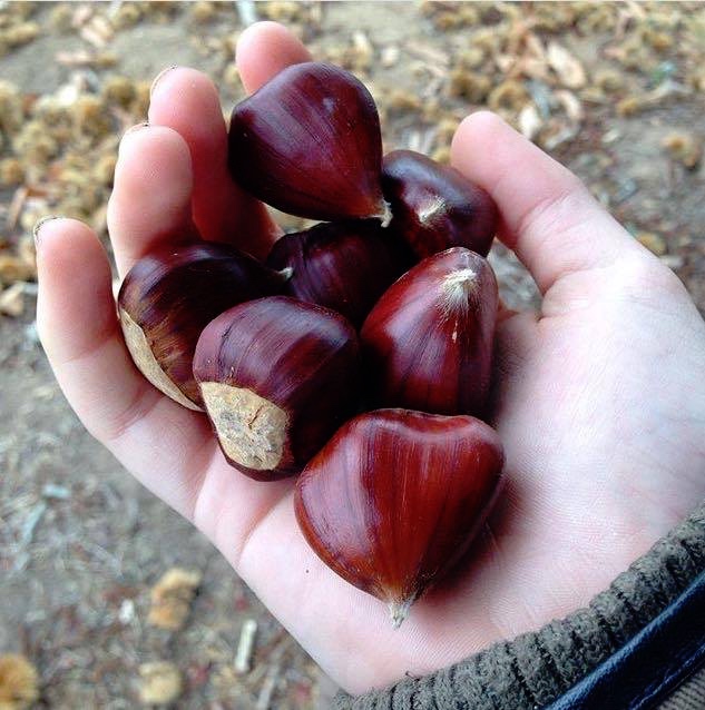 18387276_303552586746833_1797288504_n