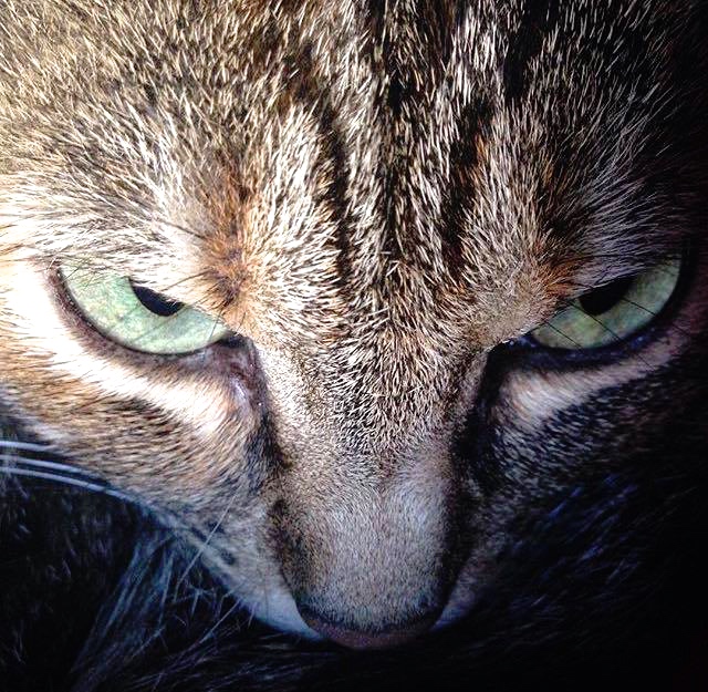 18424661_303552603413498_767833432_n