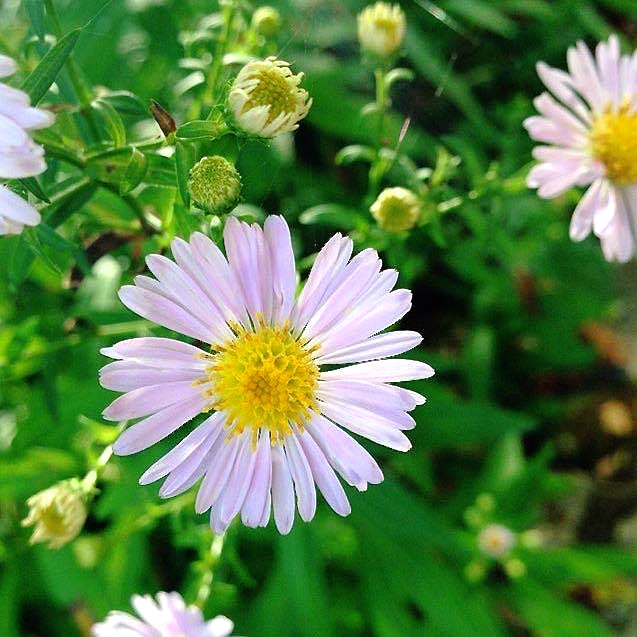 18424671_303552600080165_1272782130_n