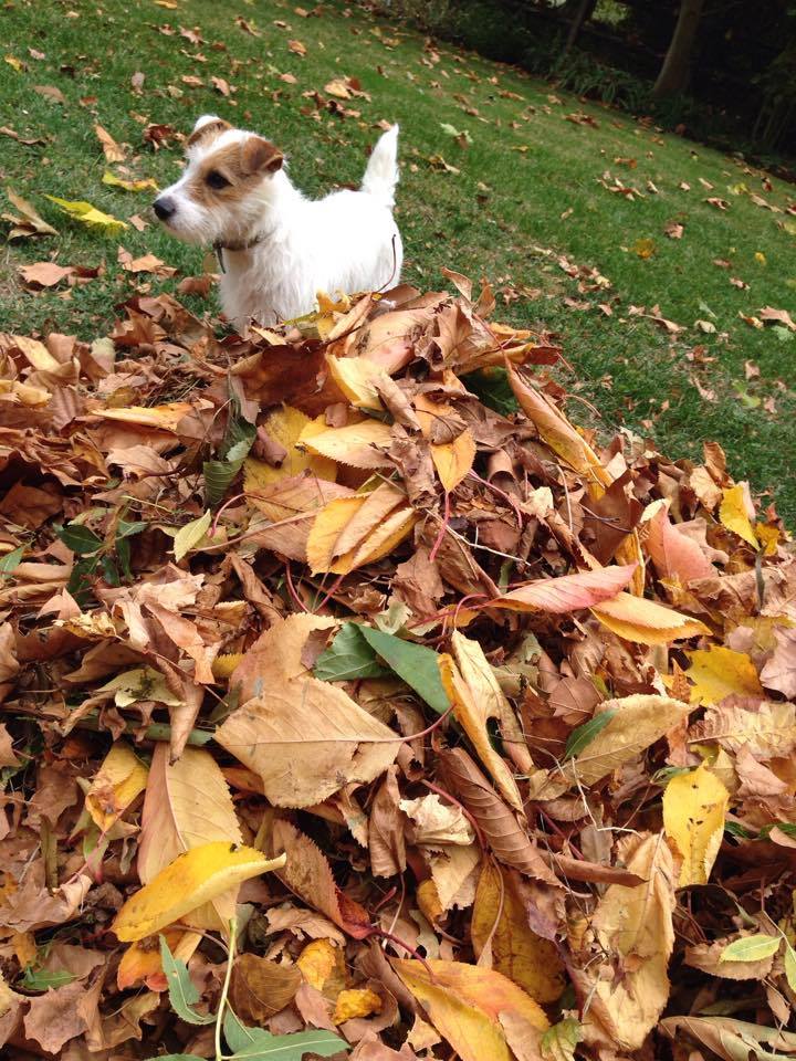 18449769_303550266747065_154484_n