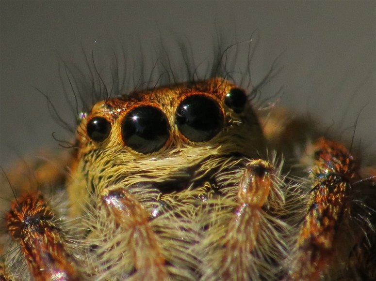 17991040_10210221942119898_4542075788522710030_n