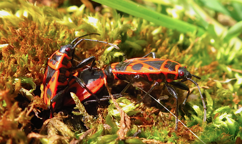 Screen Shot 2016-03-30 at 15.05.08