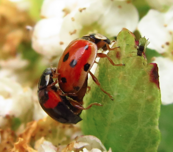 Screen Shot 2016-05-17 at 14.34.54